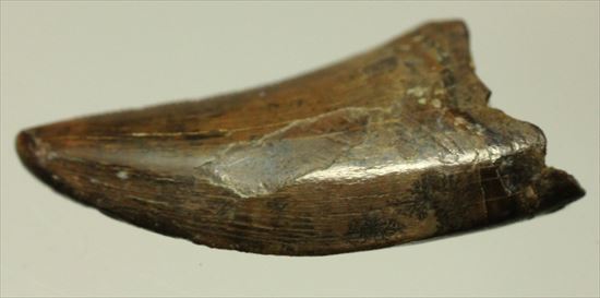 インナーカーブがギザギザのドロマエオサウルスの歯(Dromaeaosaur tooth)(その5)