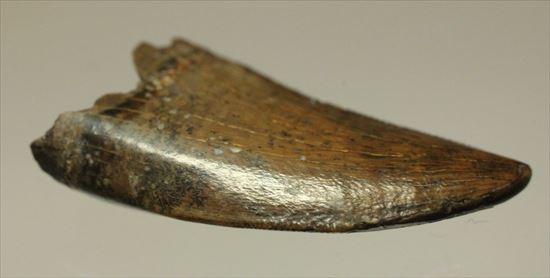 インナーカーブがギザギザのドロマエオサウルスの歯(Dromaeaosaur tooth)(その6)