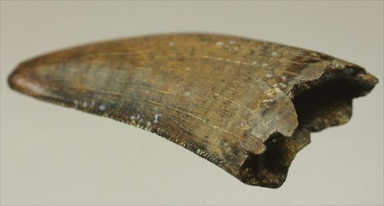 インナーカーブがギザギザのドロマエオサウルスの歯(Dromaeaosaur tooth)(その7)