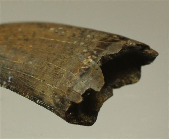 インナーカーブがギザギザのドロマエオサウルスの歯(Dromaeaosaur tooth)(その8)