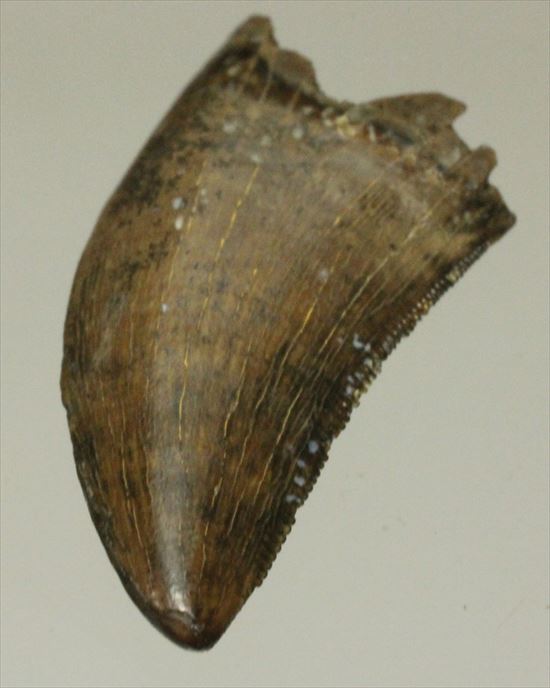 インナーカーブがギザギザのドロマエオサウルスの歯(Dromaeaosaur tooth)(その9)