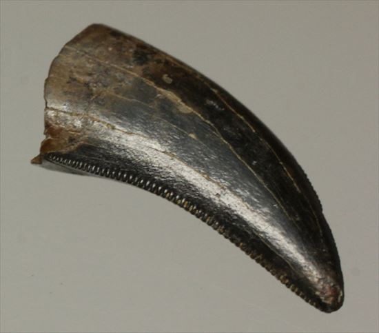 ブラック×ブラウンが渋い！ドロマエオサウルスの歯化石(Dromaeaosaur tooth)（その1）