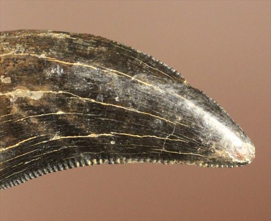 ブラック×ブラウンが渋い！ドロマエオサウルスの歯化石(Dromaeaosaur tooth)（その10）