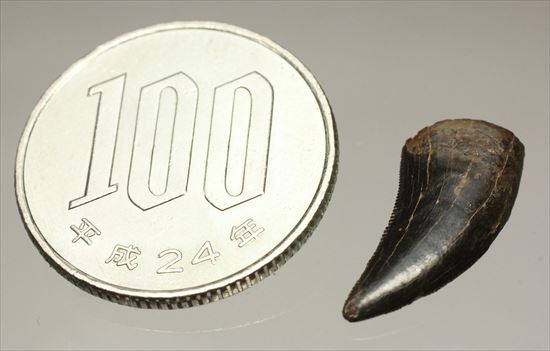 ブラック×ブラウンが渋い！ドロマエオサウルスの歯化石(Dromaeaosaur tooth)（その11）