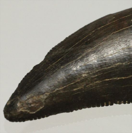 ブラック×ブラウンが渋い！ドロマエオサウルスの歯化石(Dromaeaosaur tooth)（その2）