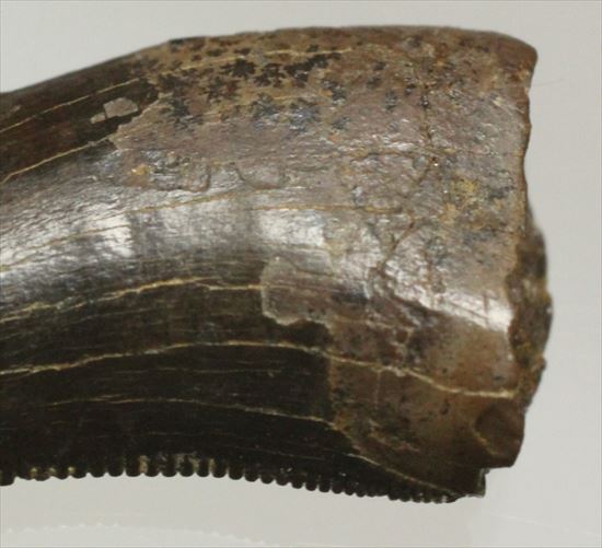 ブラック×ブラウンが渋い！ドロマエオサウルスの歯化石(Dromaeaosaur tooth)（その3）