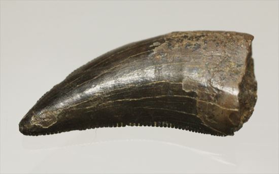 ブラック×ブラウンが渋い！ドロマエオサウルスの歯化石(Dromaeaosaur tooth)（その4）