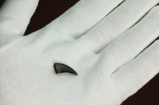 ブラック×ブラウンが渋い！ドロマエオサウルスの歯化石(Dromaeaosaur tooth)（その6）