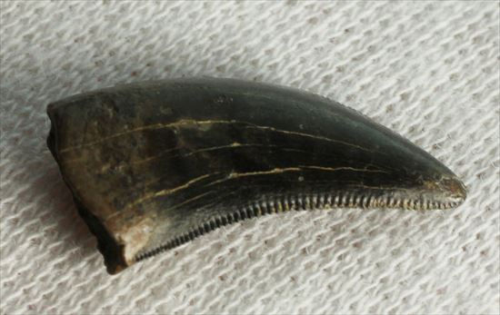 ブラック×ブラウンが渋い！ドロマエオサウルスの歯化石(Dromaeaosaur tooth)（その7）