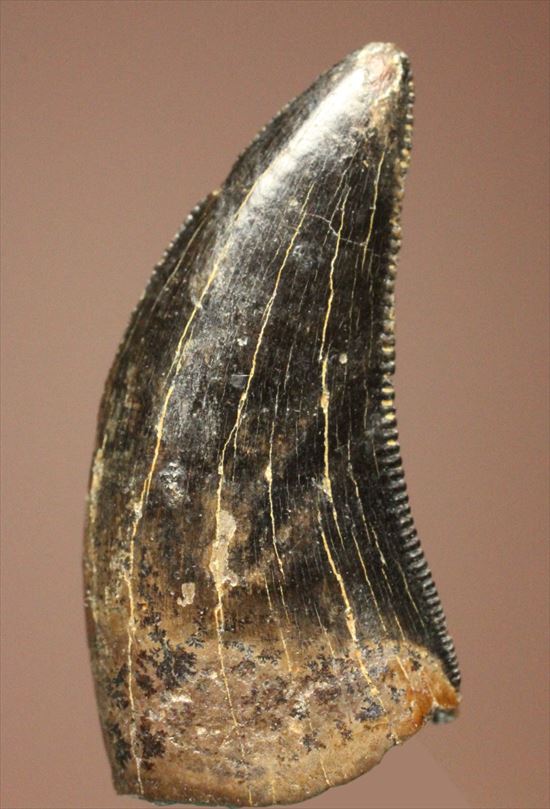 ブラック×ブラウンが渋い！ドロマエオサウルスの歯化石(Dromaeaosaur tooth)（その8）