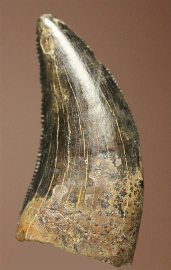 ブラック×ブラウンが渋い！ドロマエオサウルスの歯化石(Dromaeaosaur tooth)（その9）