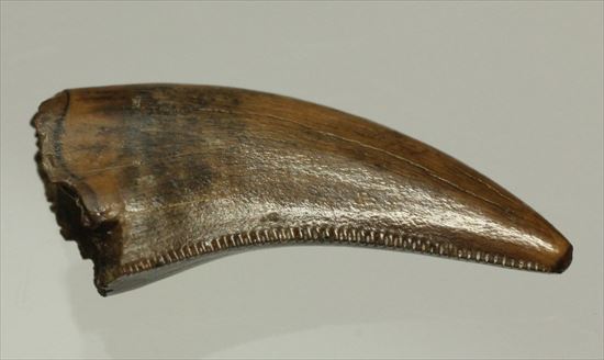 美麗！ドロマエオサウルスの極上歯(Dromaeaosaur tooth)（その1）