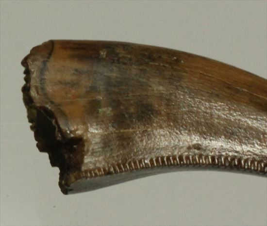 美麗！ドロマエオサウルスの極上歯(Dromaeaosaur tooth)（その2）