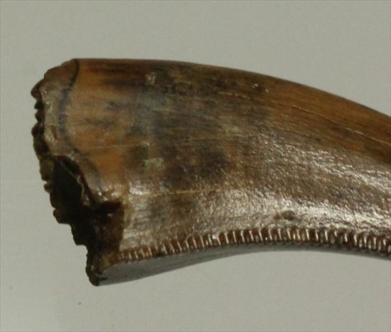 美麗!ドロマエオサウルスの極上歯(Dromaeaosaur tooth)(その2)