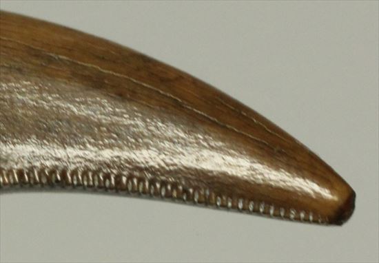 美麗！ドロマエオサウルスの極上歯(Dromaeaosaur tooth)（その3）