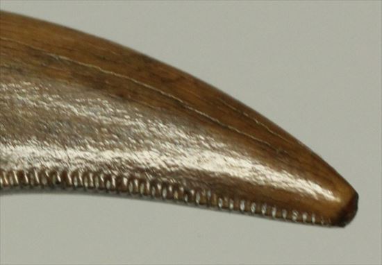 美麗!ドロマエオサウルスの極上歯(Dromaeaosaur tooth)(その3)