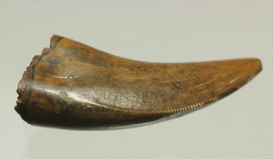 美麗!ドロマエオサウルスの極上歯(Dromaeaosaur tooth)(その4)