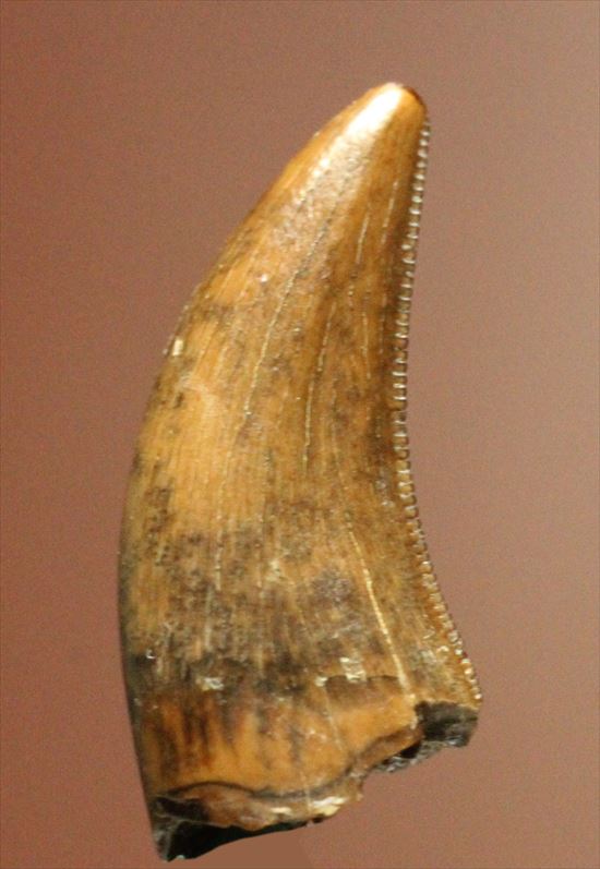 美麗!ドロマエオサウルスの極上歯(Dromaeaosaur tooth)(その5)