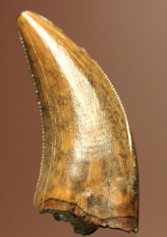 美麗!ドロマエオサウルスの極上歯(Dromaeaosaur tooth)(その6)