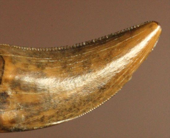 美麗！ドロマエオサウルスの極上歯(Dromaeaosaur tooth)（その7）