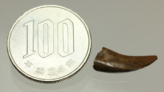 美麗!ドロマエオサウルスの極上歯(Dromaeaosaur tooth)(その8)