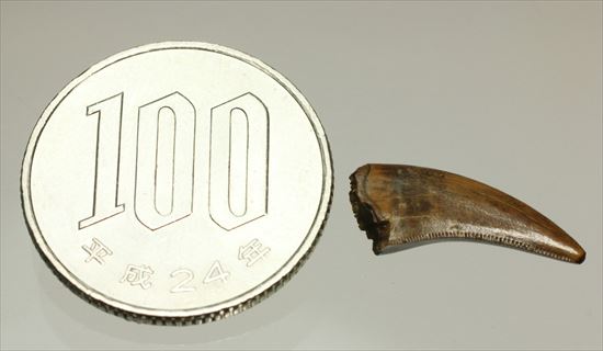 美麗!ドロマエオサウルスの極上歯(Dromaeaosaur tooth)(その9)