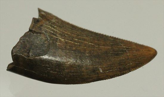 白亜紀の俊足なハンター、ドロマエオサウルスの歯(Dromaeaosaur tooth)（その10）