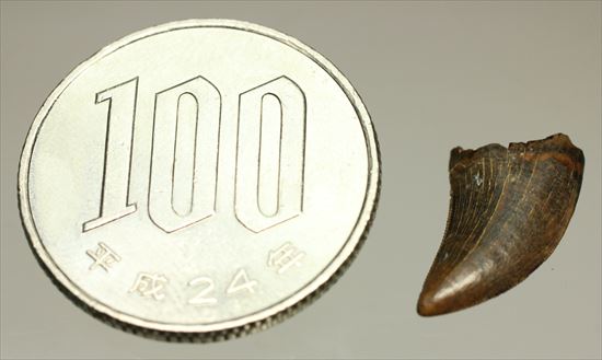 白亜紀の俊足なハンター、ドロマエオサウルスの歯(Dromaeaosaur tooth)（その11）