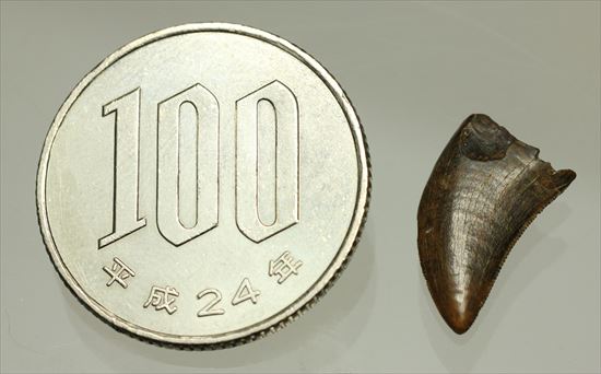 白亜紀の俊足なハンター、ドロマエオサウルスの歯(Dromaeaosaur tooth)（その12）