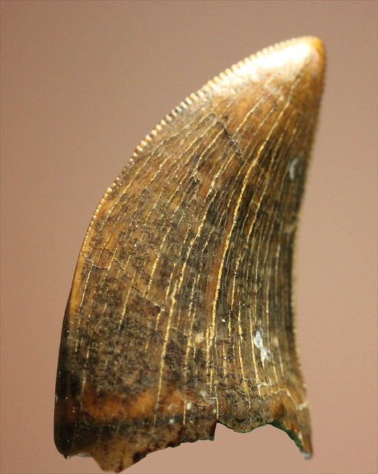 白亜紀の俊足なハンター、ドロマエオサウルスの歯(Dromaeaosaur tooth)（その2）