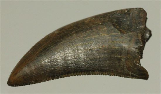 白亜紀の俊足なハンター、ドロマエオサウルスの歯(Dromaeaosaur tooth)（その9）