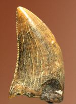 白亜紀の俊足なハンター、ドロマエオサウルスの歯(Dromaeaosaur tooth)