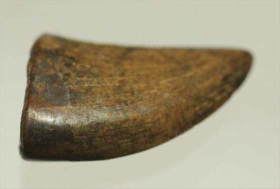 ドロマエオサウルスの歯(Dromaeaosaur tooth)　セレーション・エナメルともに保存状態よし！（その2）