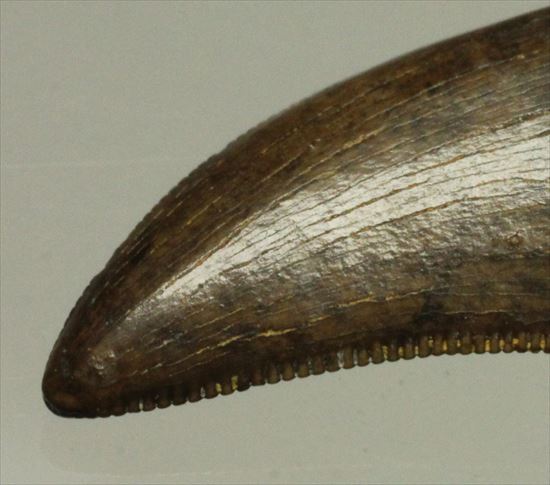 ドロマエオサウルスの歯(Dromaeaosaur tooth) セレーション