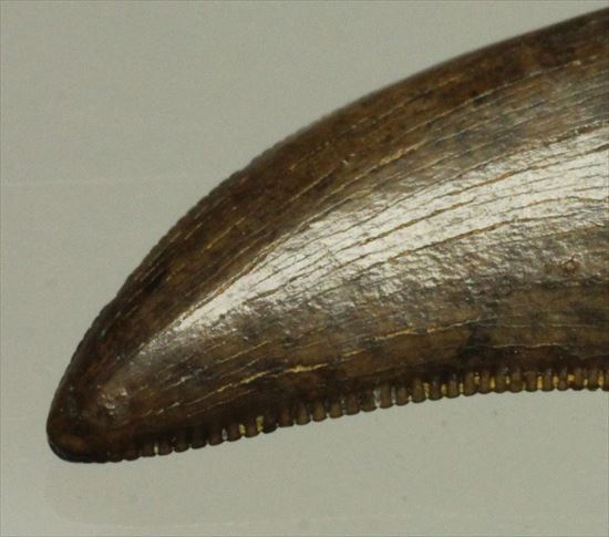 ドロマエオサウルスの歯(Dromaeaosaur tooth)　セレーション・エナメルともに保存状態よし！（その3）