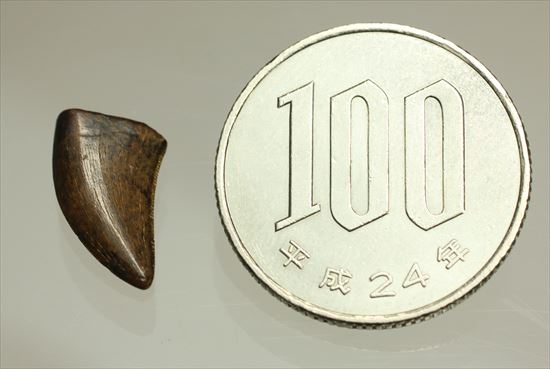 ドロマエオサウルスの歯(Dromaeaosaur tooth)　セレーション・エナメルともに保存状態よし！（その7）