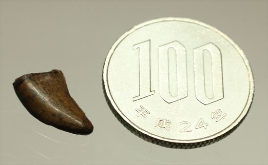 チャンスプライス！俊足ハンターこと、ドロマエオサウルスの歯(Dromaeaosaur tooth)（その6）