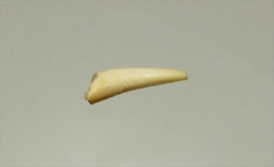 目に入れても痛くない!?三畳紀の翼竜化石(その2)