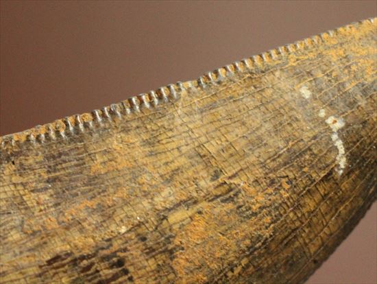保存状態良好!大きいアルバートサウルスの歯化石(その10)