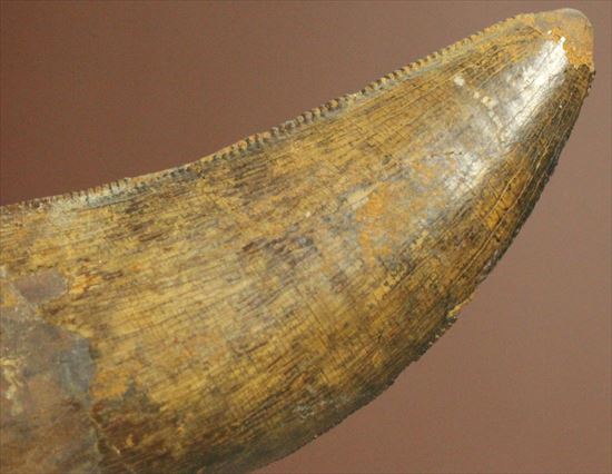 保存状態良好!大きいアルバートサウルスの歯化石(その11)