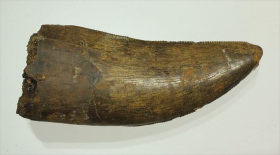 保存状態良好!大きいアルバートサウルスの歯化石(その12)