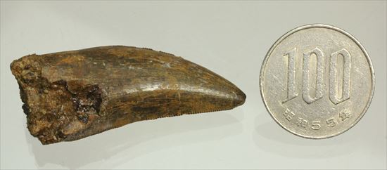 保存状態良好!大きいアルバートサウルスの歯化石(その14)