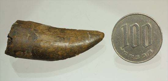保存状態良好!大きいアルバートサウルスの歯化石(その15)