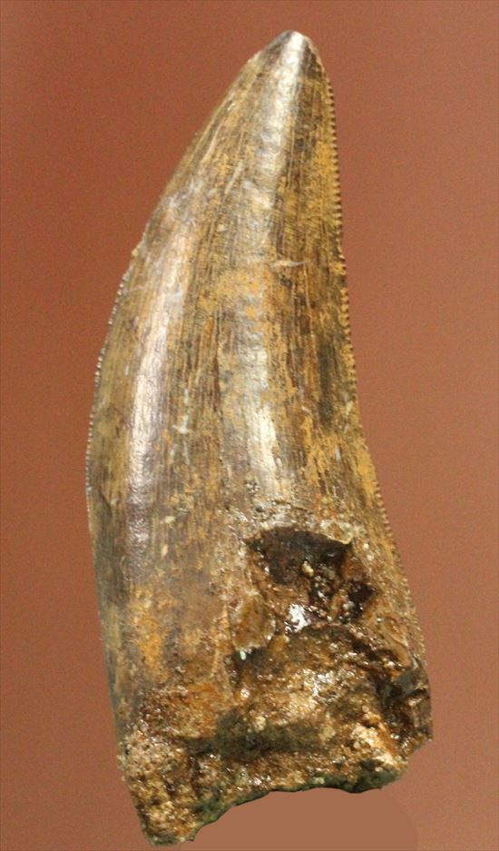 保存状態良好!大きいアルバートサウルスの歯化石(その3)