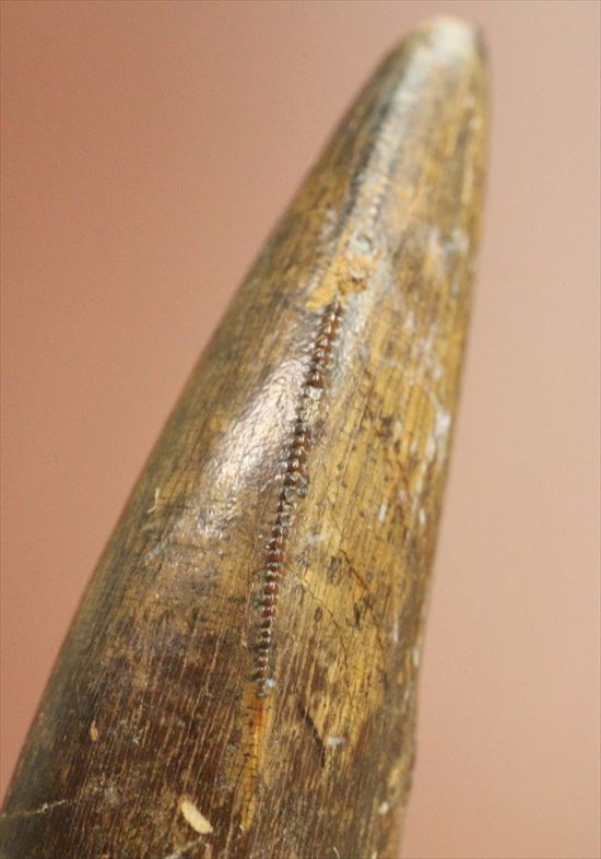 保存状態良好!大きいアルバートサウルスの歯化石(その5)