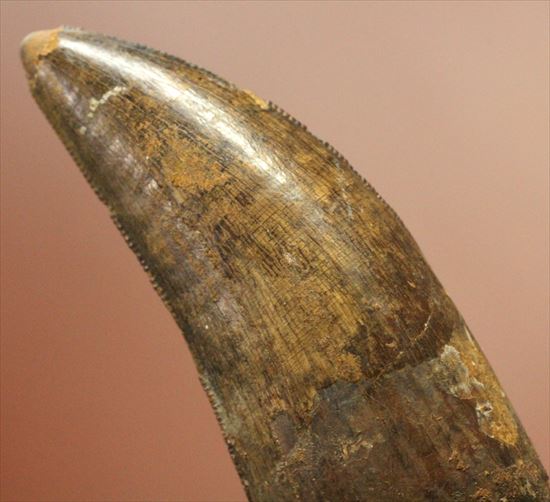 保存状態良好!大きいアルバートサウルスの歯化石(その6)