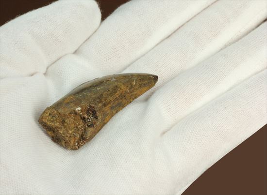 保存状態良好!大きいアルバートサウルスの歯化石(その8)
