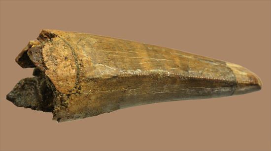 美麗で頑強！レックスの近縁種ダスプレトサウルスの大型歯化石（その12）