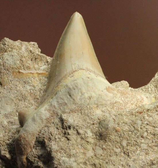 絶滅した巨大ザメ！オトダスの美しく大きな歯化石(Otodus obliqqus)（その3）