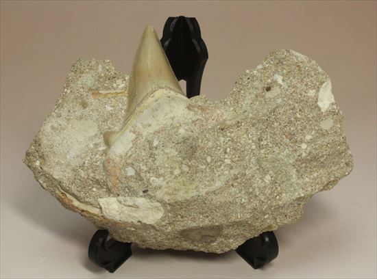 絶滅した巨大ザメ！オトダスの美しく大きな歯化石(Otodus obliqqus)（その6）